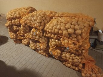 Konzumni brambory - 2