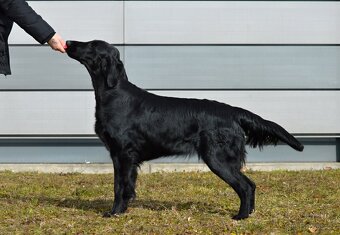 Flat Coated Retriever - černá štěňátka 6/2026 - 2