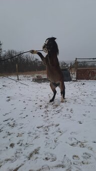 Prodám Welsh padr bret - 2