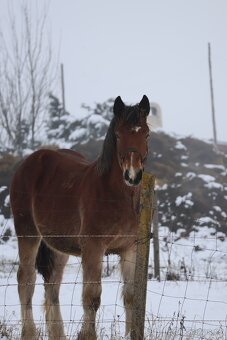 Prvomájový hřebeček ČMB 2025 - 2