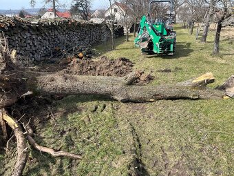 Prodám kulatina z hrušky - 2