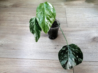 Monstera deliciosa variegata albo - 2