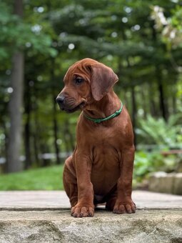 Rhodéský Ridgeback, kluci s PP - 2