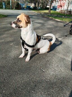 Jack Russell - 2