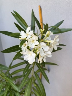 Oleander - 2