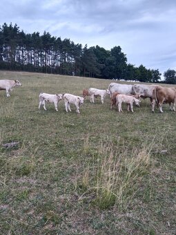 Prodej telat Charolais - 2