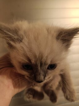Ragdoll - 2