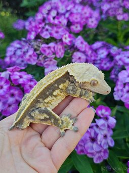 Pagekon řasnatý / ciliatus - 2