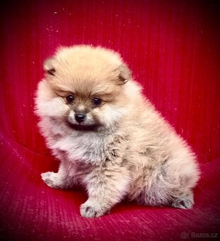 Pomeranian - 2
