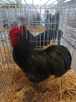 Kohouti Australka velká - 2