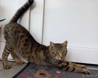 Daruji kocourka - 2
