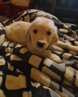 Štěňata Zlatý Retrivr - 2