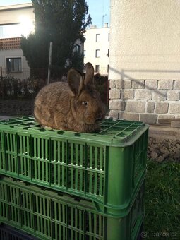 Vídeňský šedý - 2