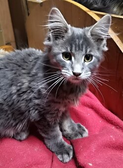 Mainská mývalí - 2