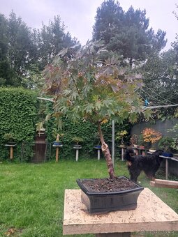 Bonsaj, bonsai Javor - 2
