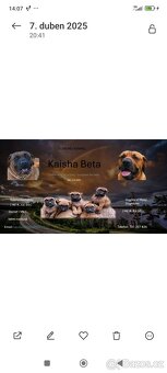 Tosa inu Štěňátka - 2
