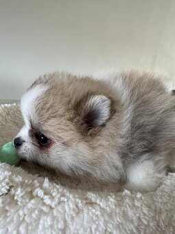 Pomeranian s p.p - 2