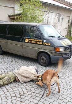Belgického ovčáka - 2