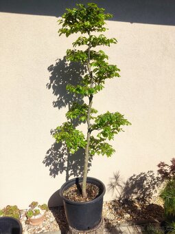Tvarovaný strom, bonsai, niwaki, yamadori - 2