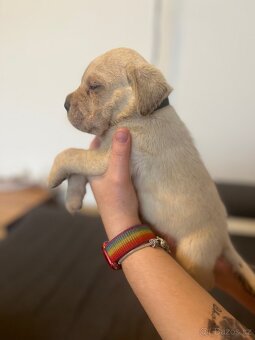 Štěně cane corso - 2