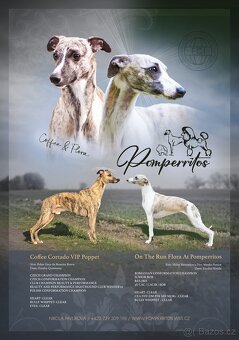 Whippet/ Vipet s PP- dva očekávané vrhy - 2