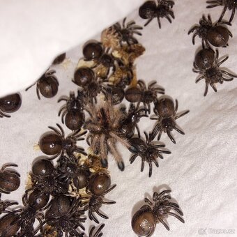Avicularia aj. - 2