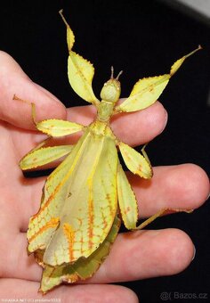 Lupenitka filipínská - phyllium - 2