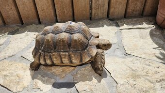 Želva ostruhatá (Geochelone Sulcata) samec 25cm plastron - 2