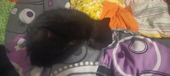 Daruji kočku evropskou - 2