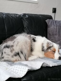 australský ovčák ke krytí - 2