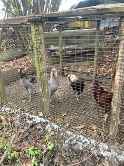 Arakauny kohouti - 2