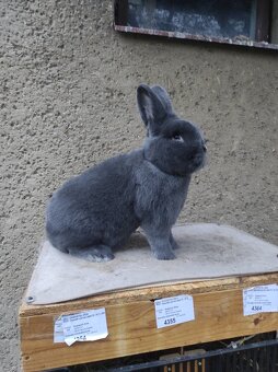 Vídeňský modrý - samec - 2