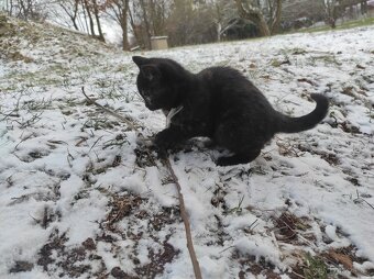 Darujeme koťátka - 2