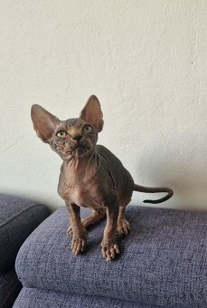Kanadský sphynx bez PP - kluk - 2