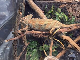 chameleon Jemenský + terarium - 2