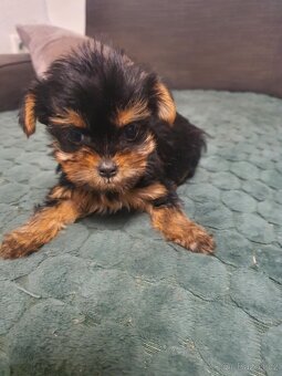 Jorkšírský Yorkšírský teriér - 2