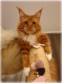 Mainský mývalí kocour - krytí - 2