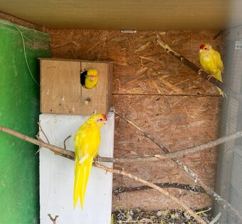 Kakarik -Mladý papoušek na ochočení - 2