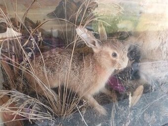 Rarita Starožitný 2x vycpaný zajíc mládě aranžmá ve vitríně - 2