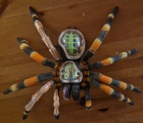 4D model Tarantule - 2