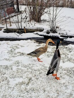 Pár indických běžců - 2