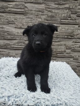 prodám štěně Německého ovčáka s PP - 2