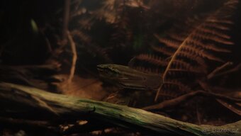 Betta picta - pár - 2