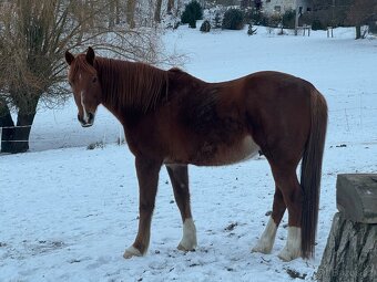 Prodám Valacha ČT, 7 let - 2