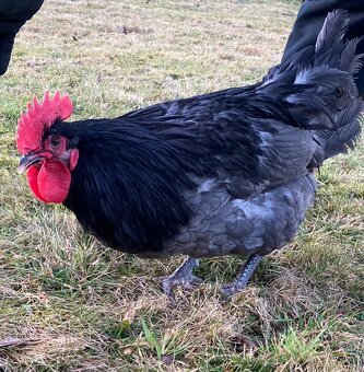 Kohout Hempšír a Australka modrá - 2