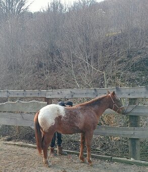 Predám appaloosa zrebceky bratia s Pp - 2
