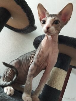 Sphynx koťátko - 2