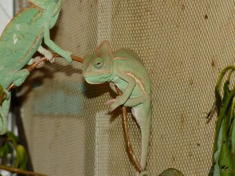 Chameleon jemenský - 2