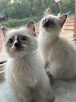 2 poslední kocourci Ragdoll bez pp - 2