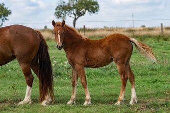 Welsh Cob klisna s PP - 2
